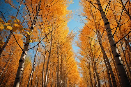 蓝天下的白桦林背景图片