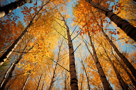 秋天的白桦林背景图片