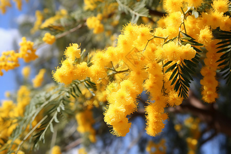 黄色花朵黄色含羞草高清图片