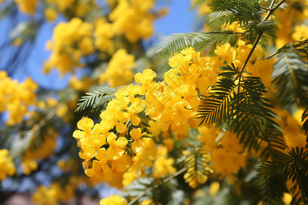 阳光下的黄花树背景图片