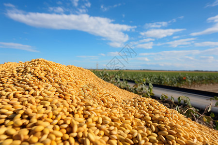 金黄的大豆背景图片