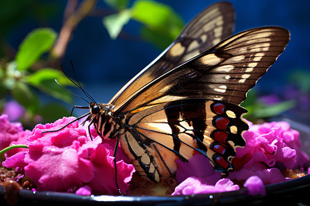 漂亮蝴蝶背景图片