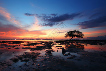 夕阳下一棵树的倒影背景图片