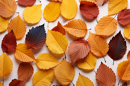 午餐斑斓的秋季落叶拼图背景图片