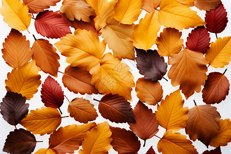秋季落叶的拼图背景图片