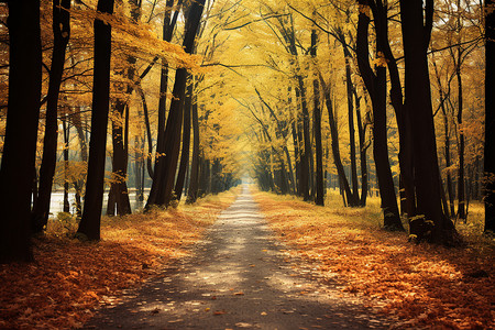 秋季色彩的丛林景观背景图片