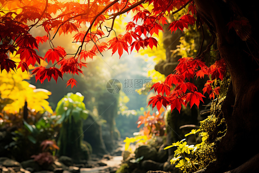 美丽壮观的秋季丛林景观图片