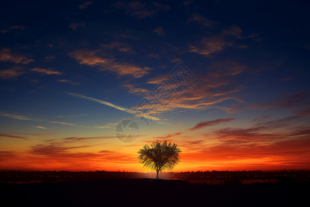 孤独树立在夕阳下背景