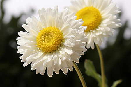 夏日盛开的菊花背景图片