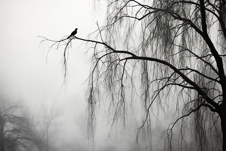 飞过迷雾小鸟户外迷雾中树枝上的小鸟背景