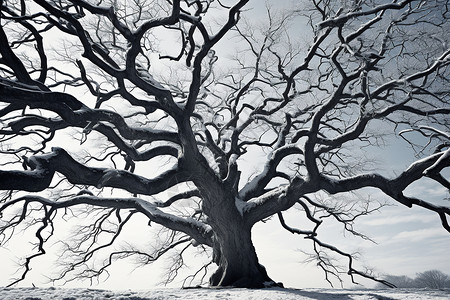 冬季白雪覆盖的大树背景图片