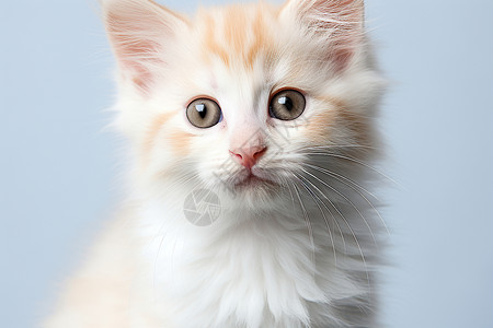 可爱的动物小猫咪背景图片