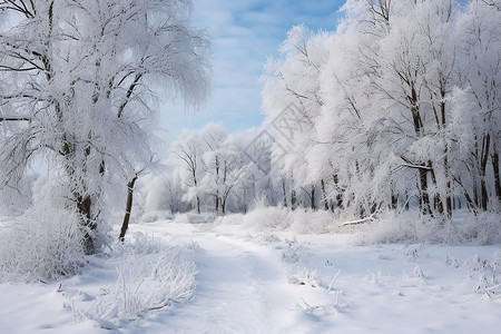雪中之路公园雪冷杉高清图片