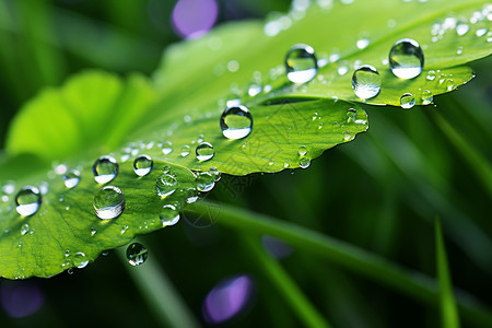 水滴和绿叶背景图片