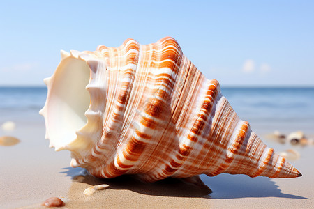 沙滩上奇特美丽的海螺背景图片