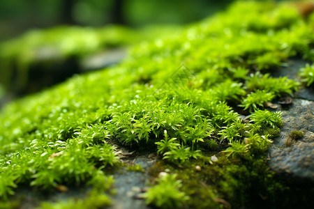 绿色的苔藓背景图片