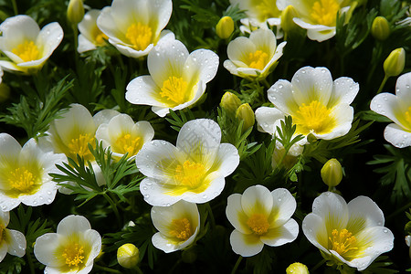 缤纷花海开花柠檬草高清图片