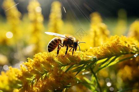 花朵上的蜜蜂背景图片