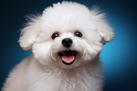 可爱的白色小狗图片