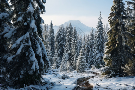雪山松林间的小路高清图片