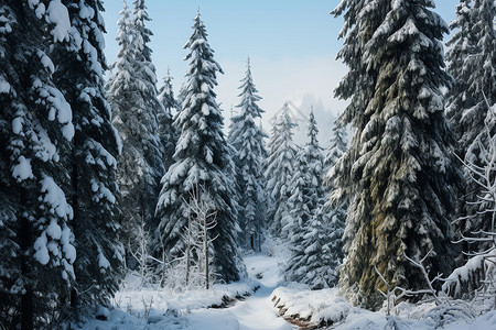 白雪覆盖的云杉树林背景图片