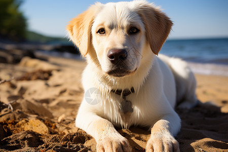 夏季阳光下乖巧的金毛犬背景图片