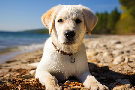夏季沙滩上可爱的金毛犬背景图片