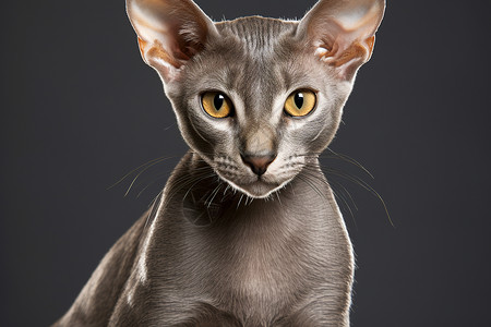 仰望的灰猫可爱佩科拉高清图片