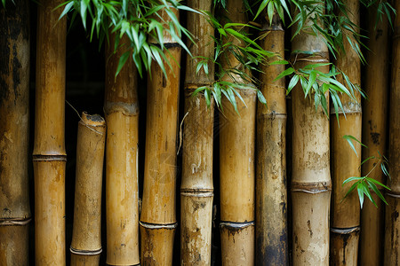 成排的竹子背景图片