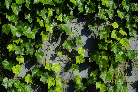 墙上的绿植背景图片