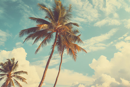 夏日海边椰树夏日棕榈树背景背景