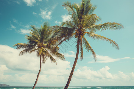 椰树海岸背景图片