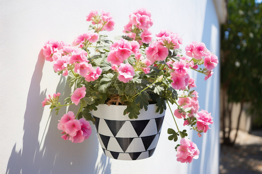 阳台花盆的花卉图片