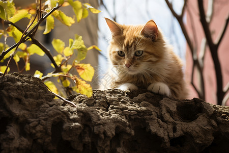 围墙上的一只猫背景图片