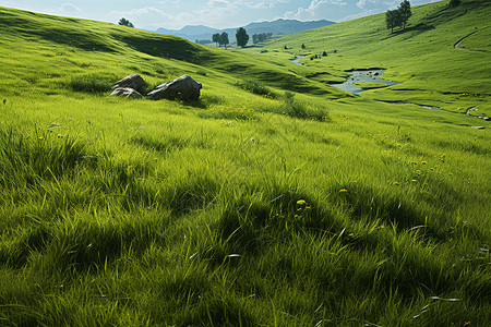大草原上的草地背景图片