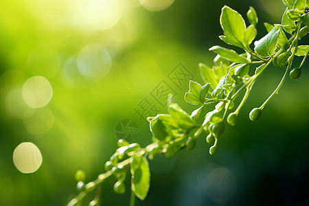 一片绿叶与芽苞背景