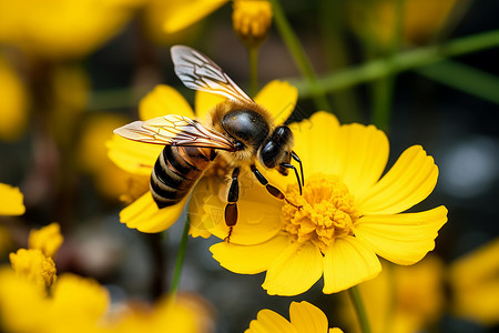 夏日里的蜜蜂背景图片