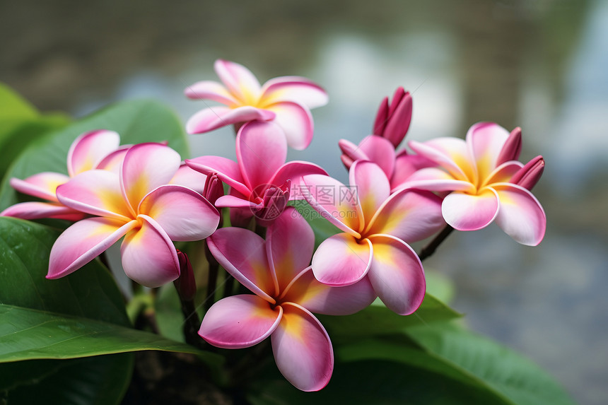 热带花朵图片