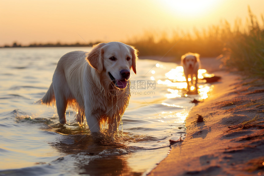 沙滩上的金毛犬图片