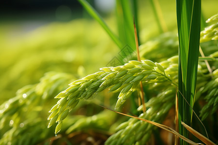 绿叶中的稻田背景图片