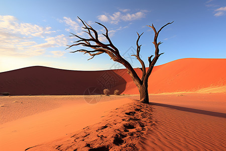 孤独之树的沙漠景观背景图片