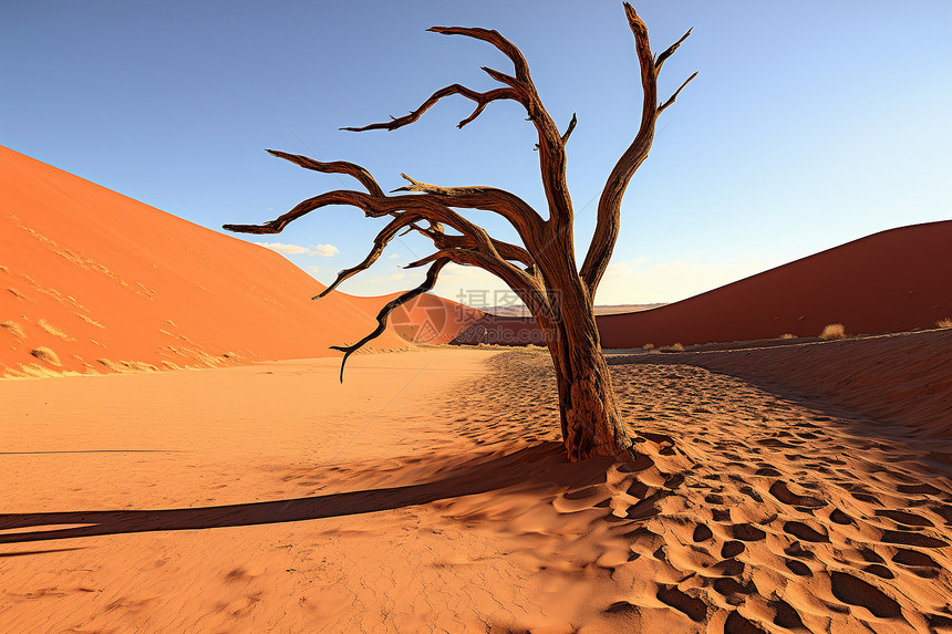 荒漠中的枯树图片