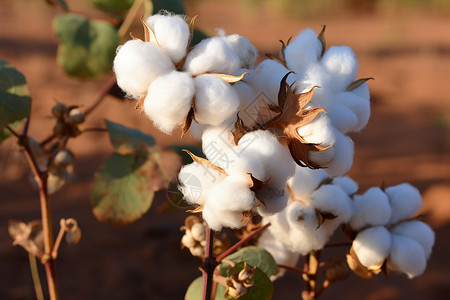 农业种植的棉花田野高清图片