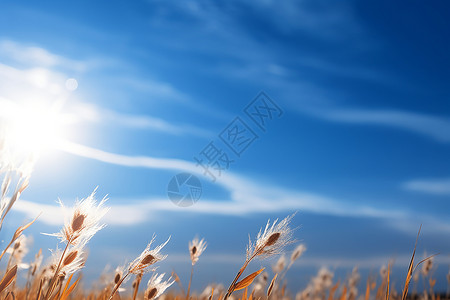 阳光草原的美丽景观背景图片