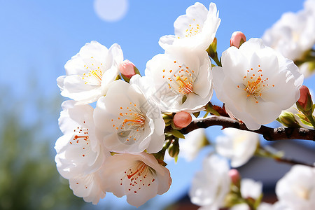 春季花园绽放的美丽樱花花朵背景图片