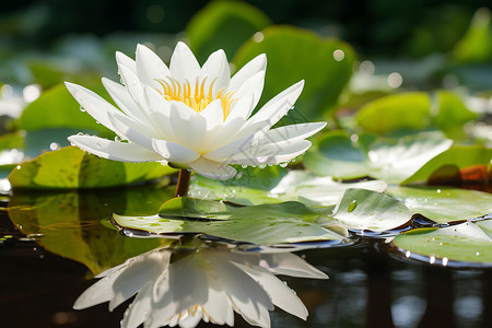 盛放的白莲花漂浮的白莲花背景