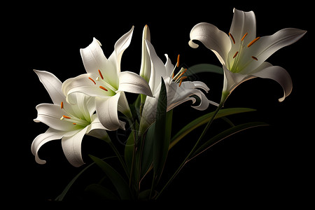 简约迷人的百合花花朵背景图片