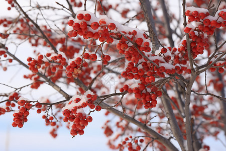 冬季果树美丽的冬季果实背景