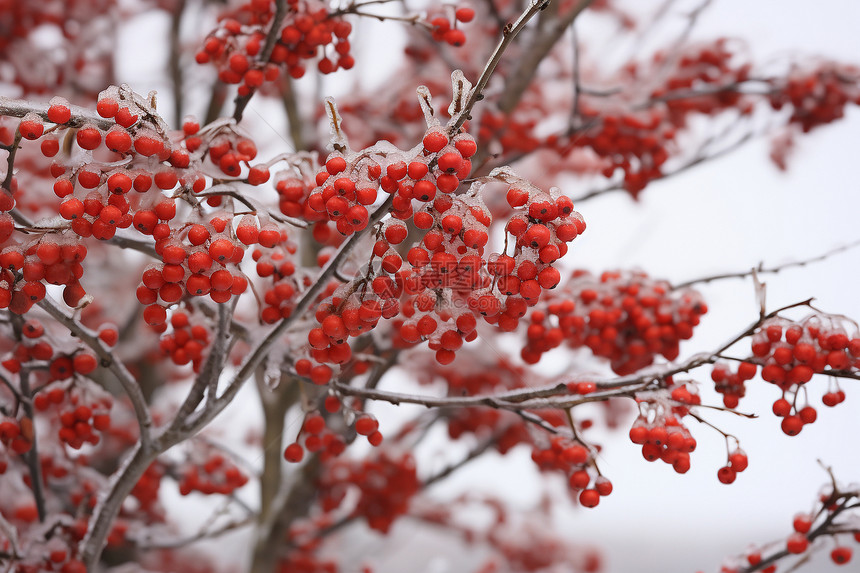 冬季白雪覆盖的果树图片