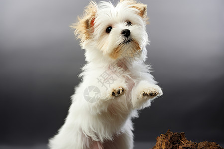 站起来的白色小狗高清图片